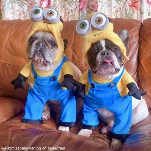 8 Hilarious Despicable Me Minion Costumes - Oya Costumes